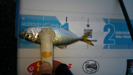 チャリコングからのアジメバリング