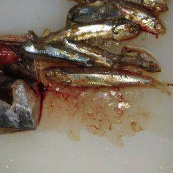 ジグパラマイクロ大活躍！！