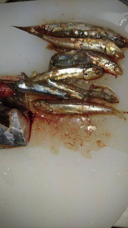 ジグパラマイクロ大活躍！！