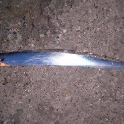 シブイ！タチウオ