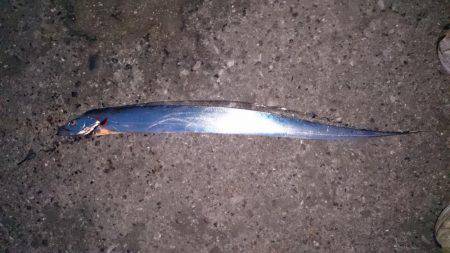 シブイ！タチウオ