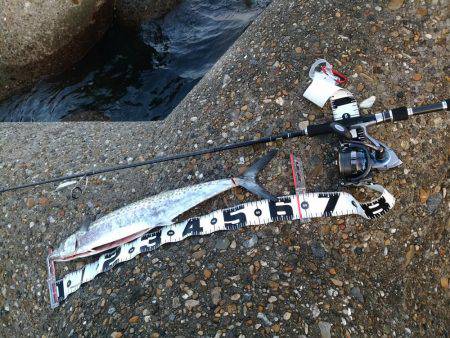 シーバス狙いでサゴシ！