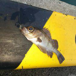 アジを釣りに！