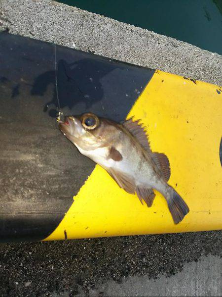 アジを釣りに！