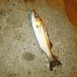 今日もアジ探し