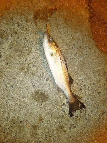 今日もアジ探し