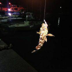 ひとときの時合い