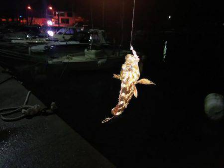 ひとときの時合い