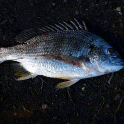 ドラゴンを求めて3