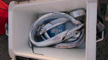 久しぶりの太刀魚