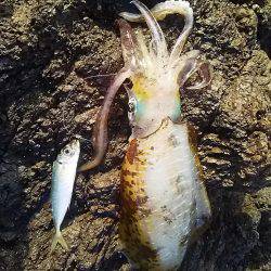 沖磯でアオリイカGET