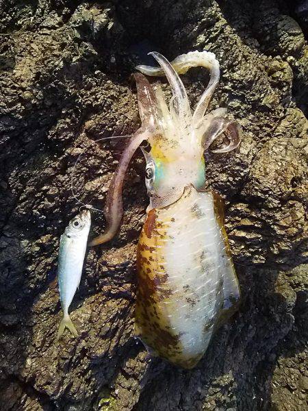 沖磯でアオリイカGET