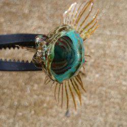 デイロックフィッシュ