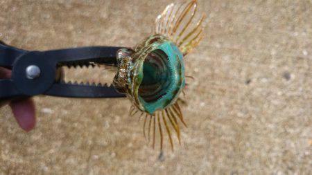 デイロックフィッシュ