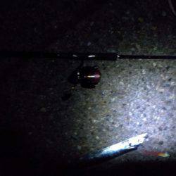 サイサキワルシ。