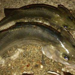 ボトムをちょんちょん