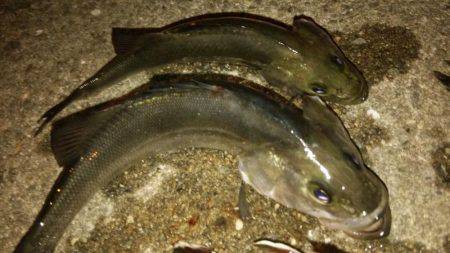 ボトムをちょんちょん