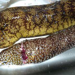 小浦一文字ウツボ狩り！