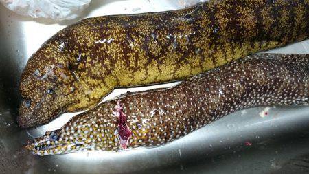 小浦一文字ウツボ狩り！