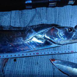 ルアーで太刀魚