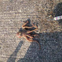 サーベルハンター