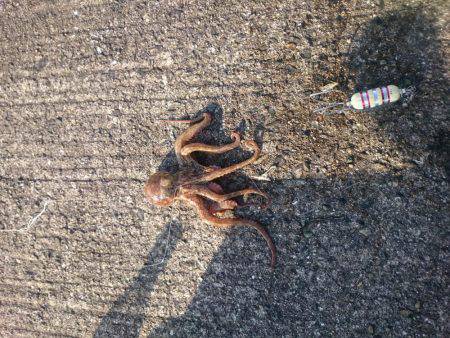 サーベルハンター