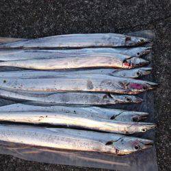 朝まずめアタリ多し