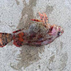 五目いったけど