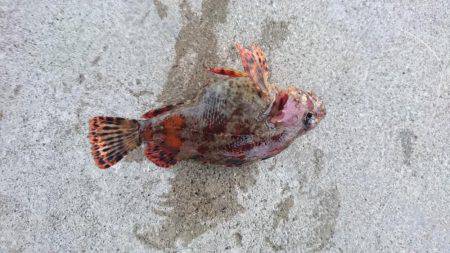 五目いったけど