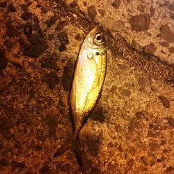 目的は釣れました