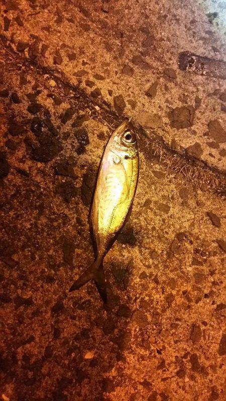 目的は釣れました