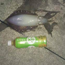 昨日に続き夕まずめねらいで！