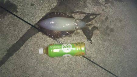 昨日に続き夕まずめねらいで！