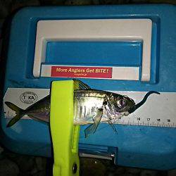 まだアジは居ました