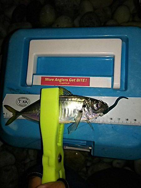 まだアジは居ました