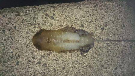 大型アオリイカ狙いで少し南したのに