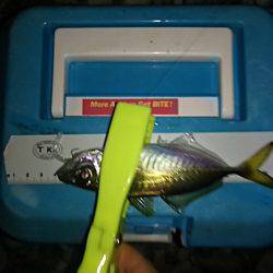 シャローアジング