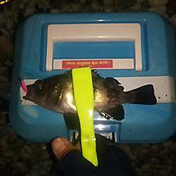 渋いサーフアジ