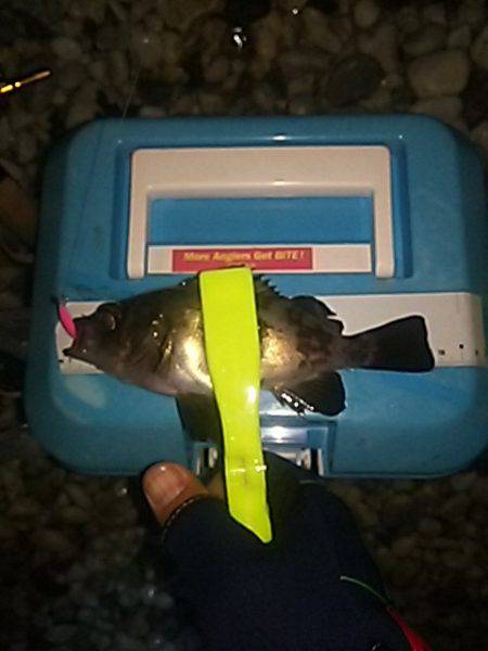 渋いサーフアジ