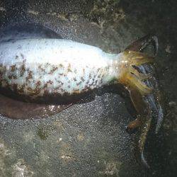 アオリイカ大型狙いで