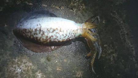 アオリイカ大型狙いで