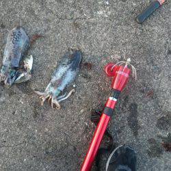 夜中から朝まずめまで