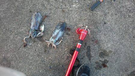 夜中から朝まずめまで