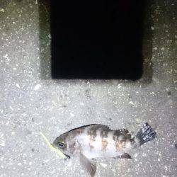 やっときました。