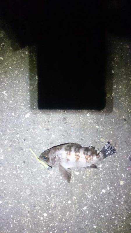 やっときました。