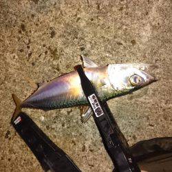 そろそろアジの季節