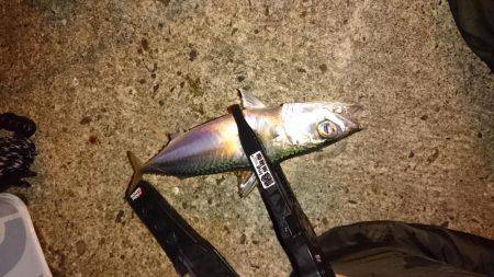 そろそろアジの季節