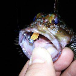 メバリングで良型キャッチ！