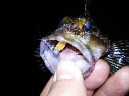 メバリングで良型キャッチ！