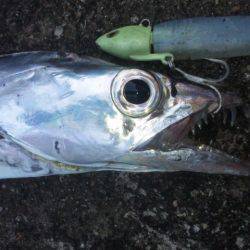 タチウオ釣り